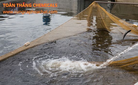 chlorine trong nuôi trồng thủy sản