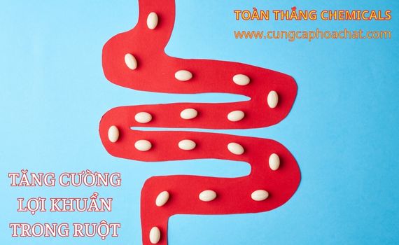 tinh bột khoai tây nuôi dưỡng lợi khuẩn trong ruột