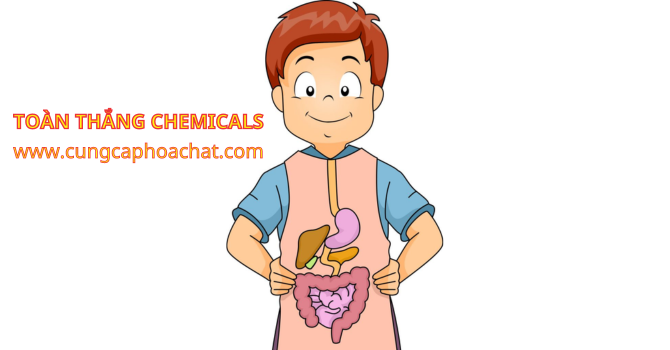 đường lactose giúp bảo vệ hệ tiêu hóa